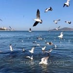 Avatar de Tomás Ledezma